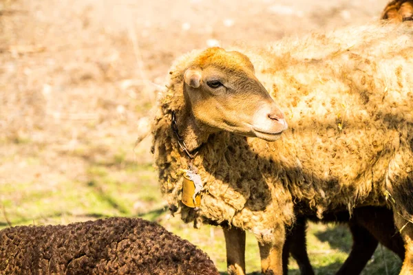 Ένα καφέ πρόβατο του δέρματος στην αγροτική γη — Φωτογραφία Αρχείου