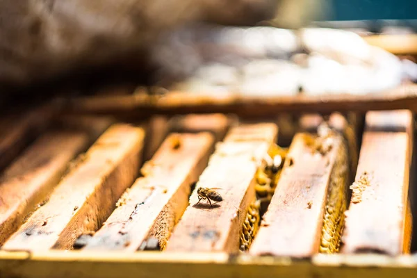 Arı kovanında bir bal arısı 