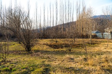 Orman ağaçlarının arasında küçük bir kasaba var.