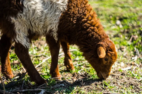 Ein Schaf frisst grünes Gras auf dem Bauernhof — Stockfoto