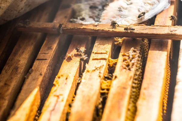 Abejas de miel caminando sobre la colmena de madera, vista superior —  Fotos de Stock