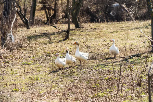 Patos caminhando na floresta da aldeia — Fotografia de Stock