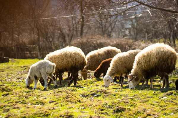 Schafe fressen grünes Gras auf den Feldern — Stockfoto