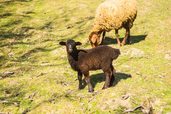 Zwei Schafe fressen Gras auf den Feldern — Stockfoto