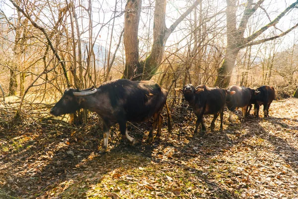 Ochsen mit großen Zähnen in der Waldzone — Stockfoto