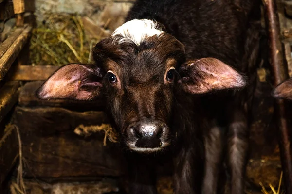 Eine schwarze Kuh mit weißen Haaren und großen Ohren — Stockfoto