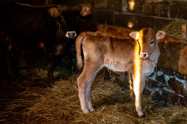 Eine Babykuh im Bauernhaus mit anderen Kühen — Stockfoto