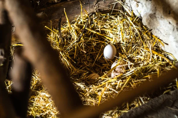 Eieren in het nest met gras — Stockfoto