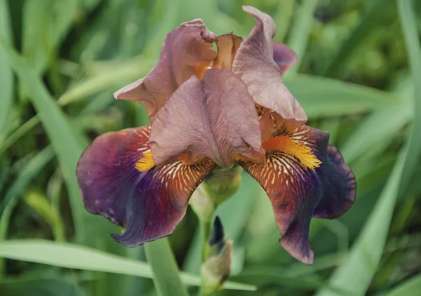 Iris Dans Champ Belles Fleurs — Photo