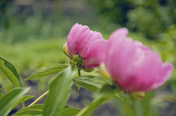 Peonías Rosadas Campo Hormigas Las Flores —  Fotos de Stock