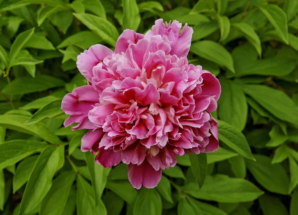美しいピンクの Peonyin 緑豊かな庭園 — ストック写真