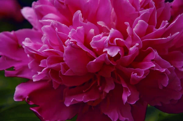 美しいピンクの牡丹のクローズ アップ — ストック写真
