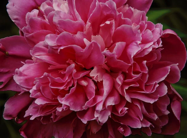 美しいピンクの牡丹のクローズ アップ — ストック写真