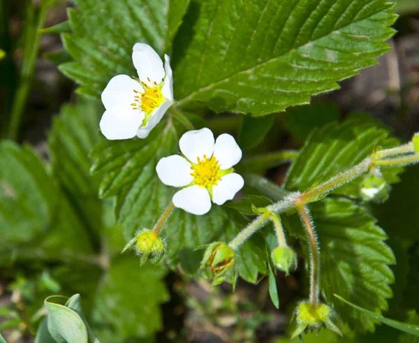 Green Foliage Strawberry Leaves Garden Nature — Stock Photo, Image