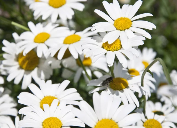 Багато Ромашок Зеленому Полі Ніжні Квіти — стокове фото