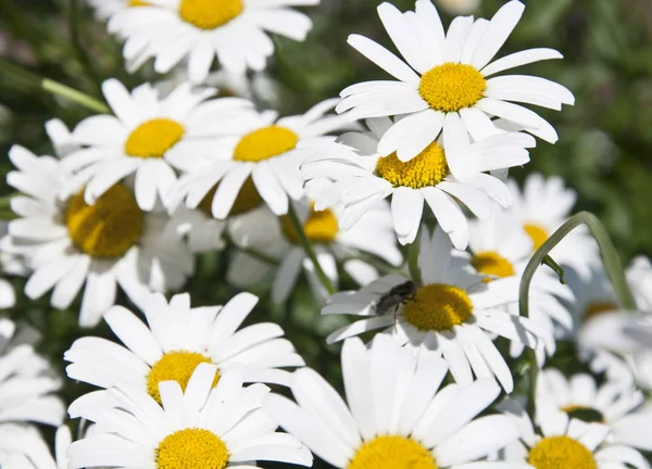 Monte Margaridas Campo Verde Flores Delicadas — Fotografia de Stock