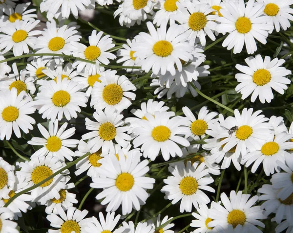 Багато Ромашок Зеленому Полі Ніжні Квіти — стокове фото