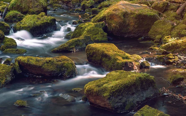 Pequeno Riacho Que Flui Entre Pedras Musgosas Alemanha Saxónia — Fotografia de Stock