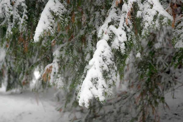 Drzewa Śniegu Parku Zimą — Zdjęcie stockowe