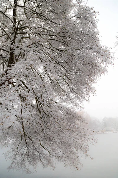 Bomen Struiken Bedekt Met Sneeuw Rijp Ergens Het Citypark — Stockfoto