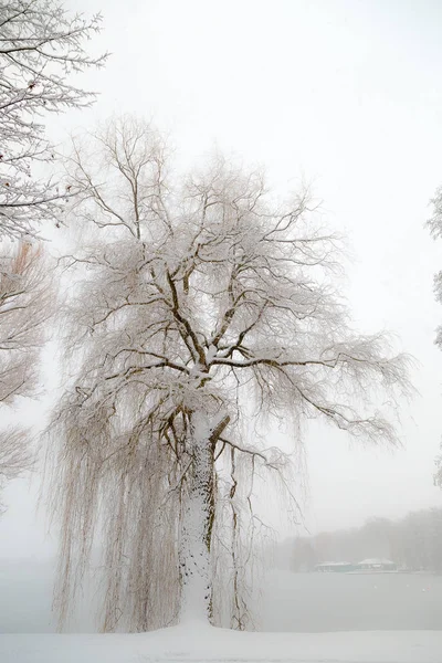 Takken Van Boom Hangen Het Bevroren Wateroppervlak — Stockfoto