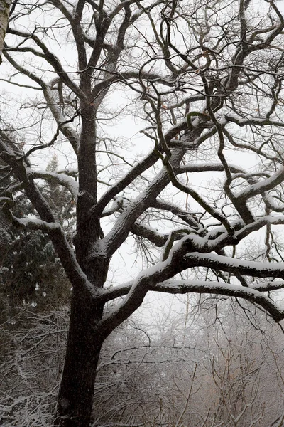Деревья Кустарники Засыпаны Снегом Хрипят Нибудь Городском Парке — стоковое фото