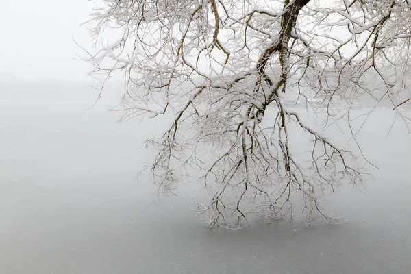 Takken Van Boom Hangen Het Bevroren Wateroppervlak — Stockfoto