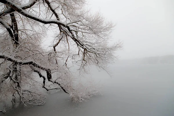 Boomtakken Bedekt Met Een Sneeuw Rijp Hangen Het Bevroren Meer — Stockfoto