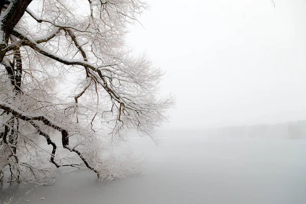 Boomtakken Bedekt Met Een Sneeuw Rijp Hangen Het Bevroren Meer — Stockfoto