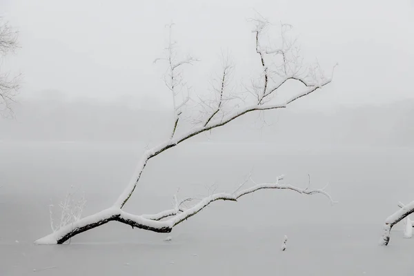 Boomtakken Bedekt Met Een Sneeuw Rijp Hangen Het Bevroren Meer — Stockfoto