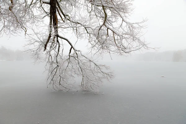 얼어붙은 호수에 하프로스트로 나뭇가지 로열티 프리 스톡 이미지