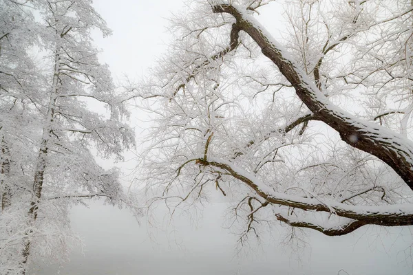 Boomtakken Bedekt Met Een Sneeuw Rijp Hangen Het Bevroren Meer — Stockfoto