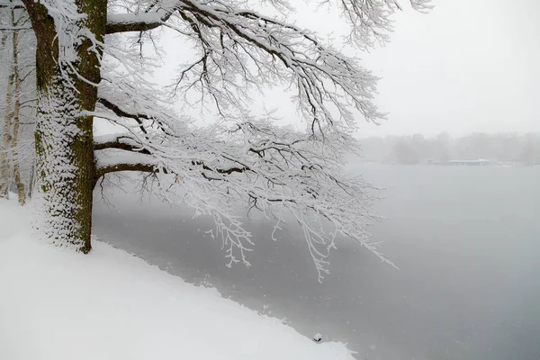 Boomtakken Bedekt Met Een Sneeuw Rijp Hangen Het Bevroren Meer — Stockfoto