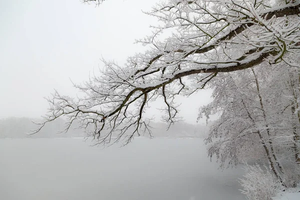 Peple Walking Snowy Park — Stock Photo, Image