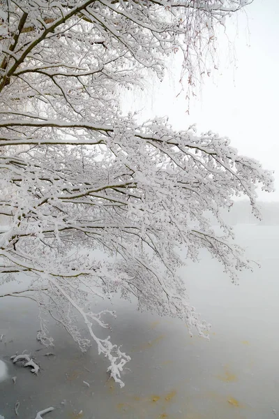 Peple Wandelen Het Besneeuwde Park — Stockfoto