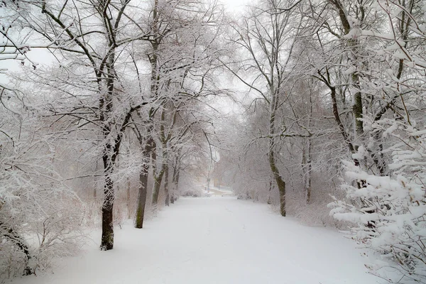 Peple Wandelen Het Besneeuwde Park — Stockfoto