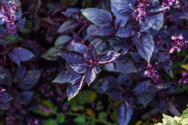 Olgun mor fesleğen closeup bahçesinde birçok yaprakları.