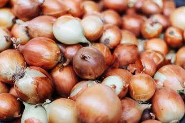 Taze soğan. Soğan arka plan. Olgun soğan. Piyasada soğan var. Organik çiftçi gıda