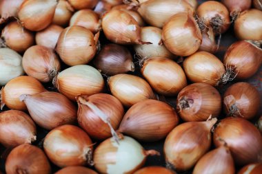 Taze soğan. Soğan arka plan. Olgun soğan. Piyasada soğan var. Organik çiftçi gıda