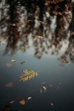 Suda düşen sonbahar yaprakları ve yağmurlu hava. Sonbahar zamanı