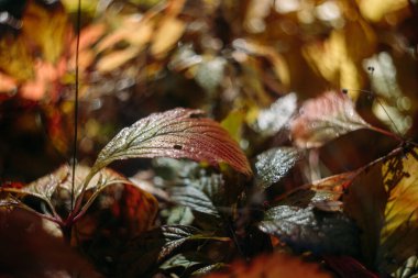 Sonbahar ormanlarında güneşli havada düşen yapraklar. Güzel sonbahar