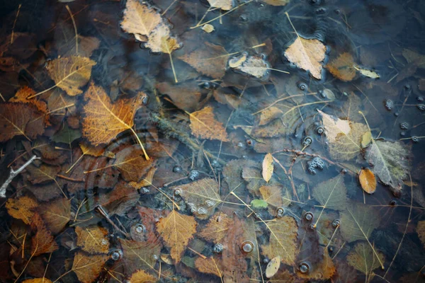 Outono caído deixa na água e tempo chuvoso. Tempo de queda — Fotografia de Stock