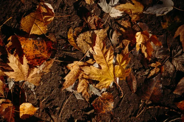 Folhas caídas na floresta de outono em tempo ensolarado. Belo outono — Fotografia de Stock