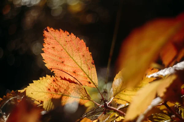 Folhas caídas na floresta de outono em tempo ensolarado. Belo outono — Fotografia de Stock
