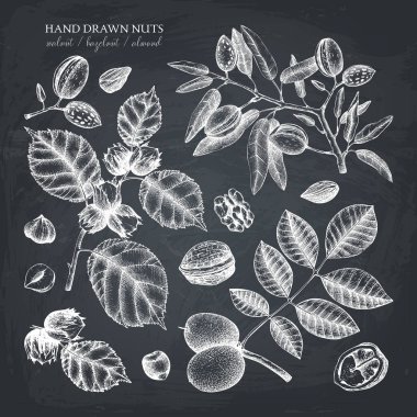 El set fındık çeşitleri ile siyah arka plan üzerine çekilmiş.