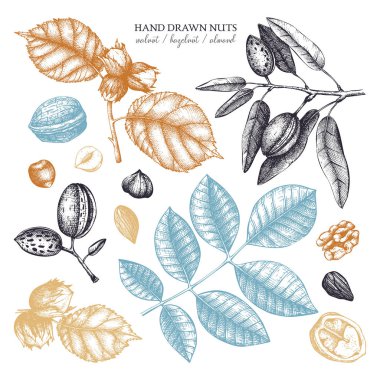 El set fındık çeşitleri ile beyaz zemin üzerine çekilmiş.