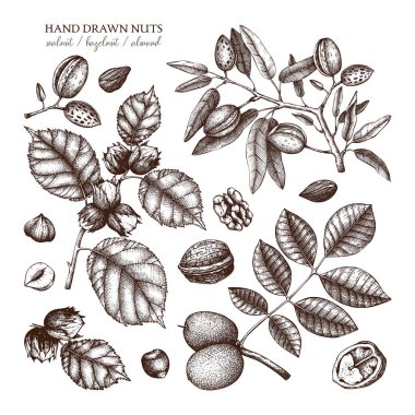 El set fındık çeşitleri ile beyaz zemin üzerine çekilmiş.