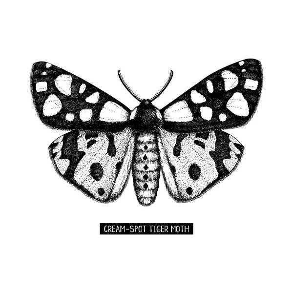 Ručně Tažené Monochromatické Cream Spot Tiger Moth Bílém Pozadí — Stockový vektor