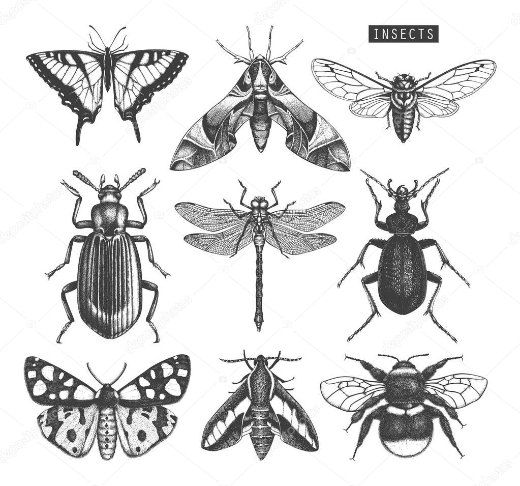 Hand drawn collection of different kinds of insects