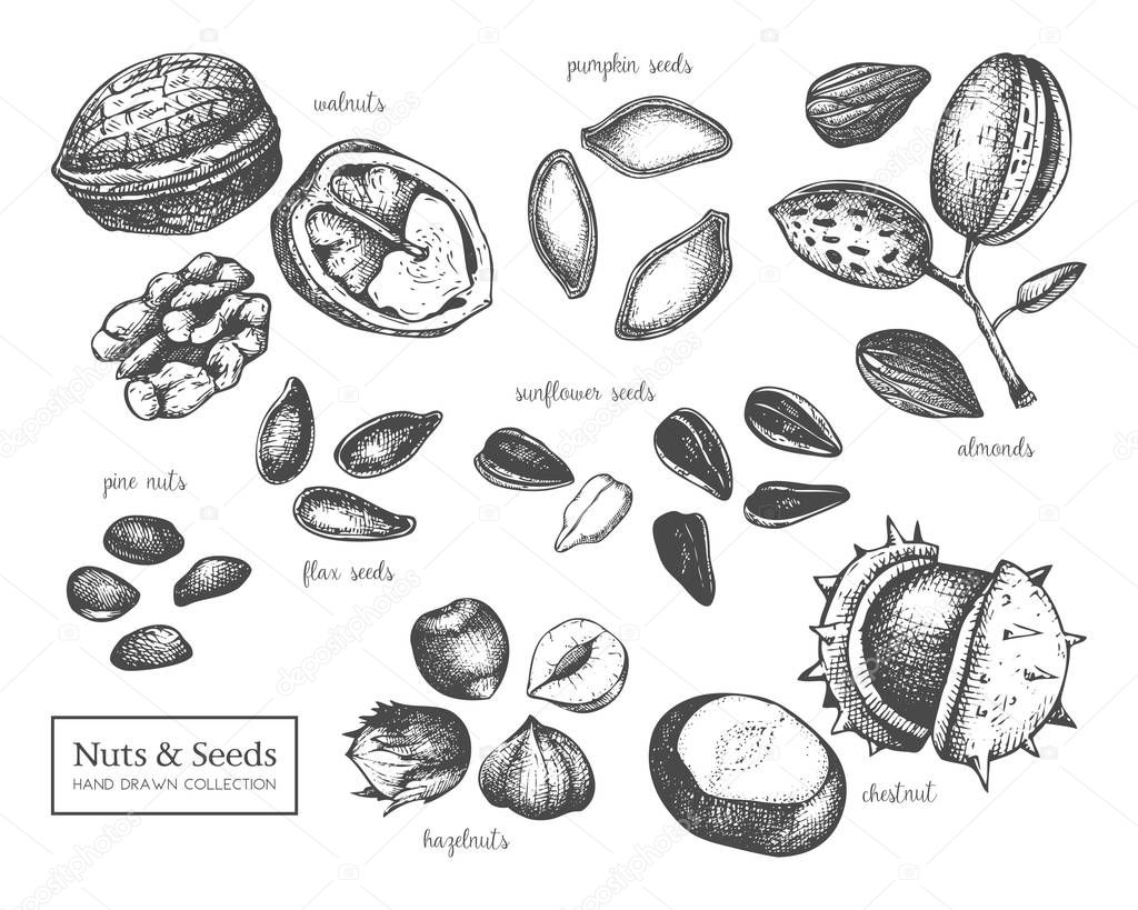 Hand drawn set with nuts and seeds on white background